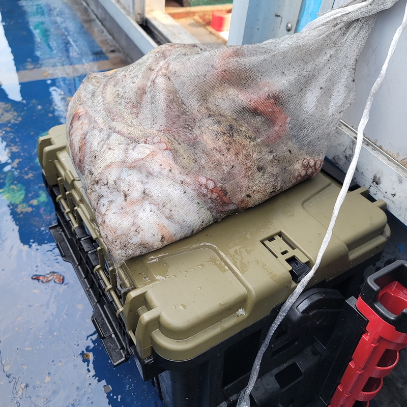 무창포 페가수스호의 조황일지 이미지 - 3