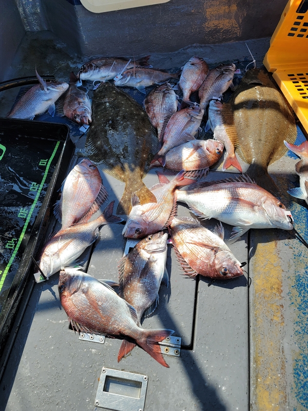 무창포 페가수스호의 조황일지 이미지 - 1