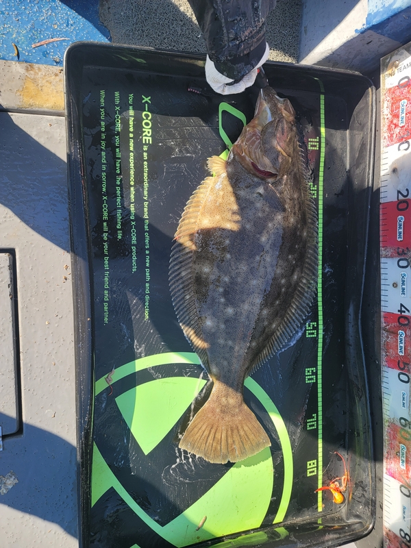 무창포 페가수스호의 조황일지 이미지 - 5