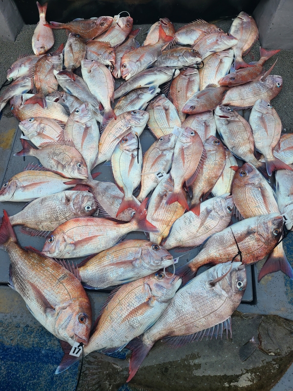 무창포 페가수스호의 조황일지 이미지 - 0