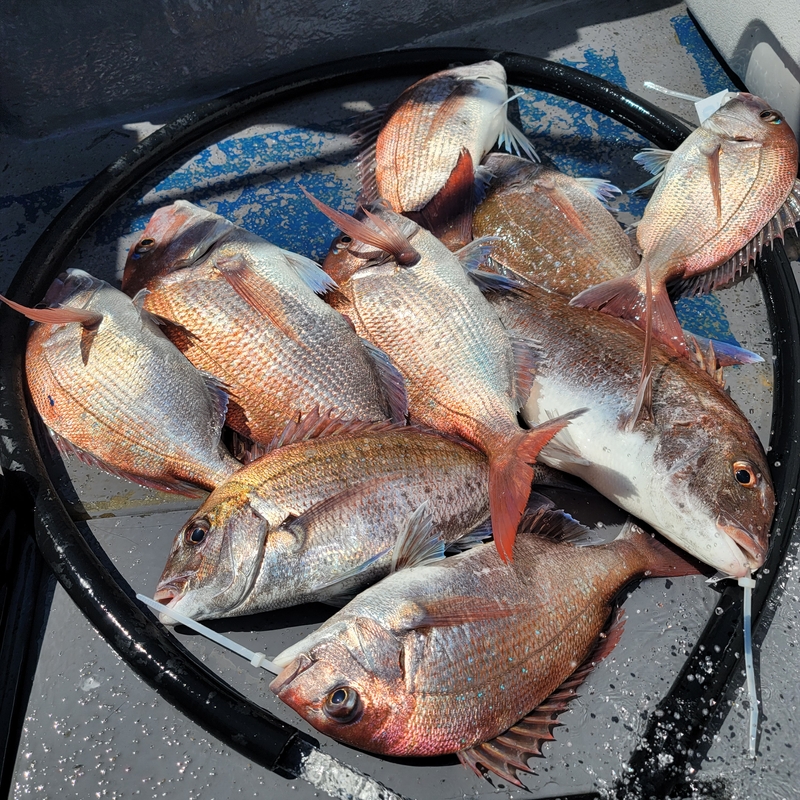 무창포 페가수스호의 조황일지 이미지 - 2