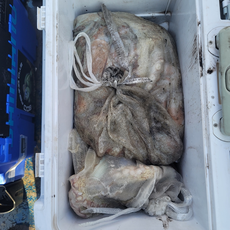 무창포 페가수스호의 조황일지 이미지 - 6