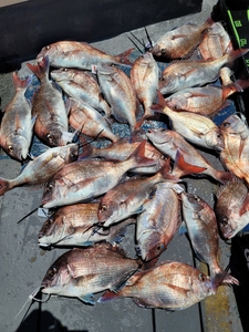 5월31일 무창포 페가수스호 참돔타이라바 5인 오전반 조황 선상낚시로 잡은 물고기 조황