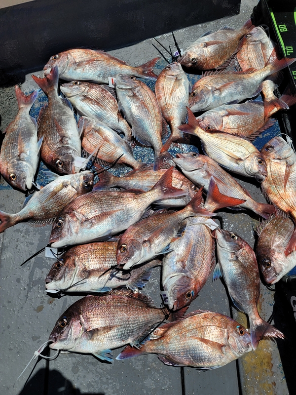 무창포 페가수스호의 조황일지 이미지 - 0