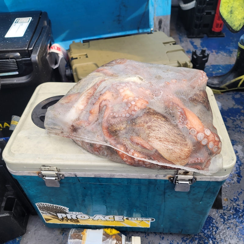 무창포 페가수스호의 조황일지 이미지 - 5