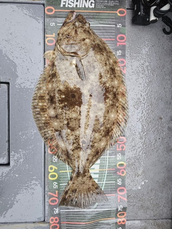 무창포 페가수스호의 조황일지 이미지 - 5