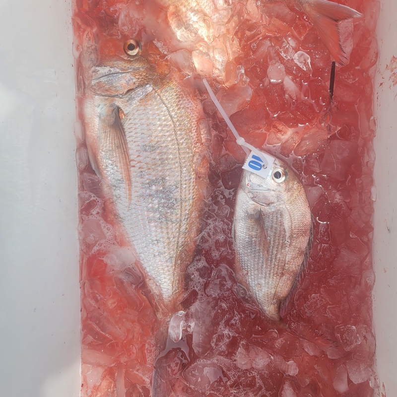 무창포 페가수스호의 조황일지 이미지 - 11