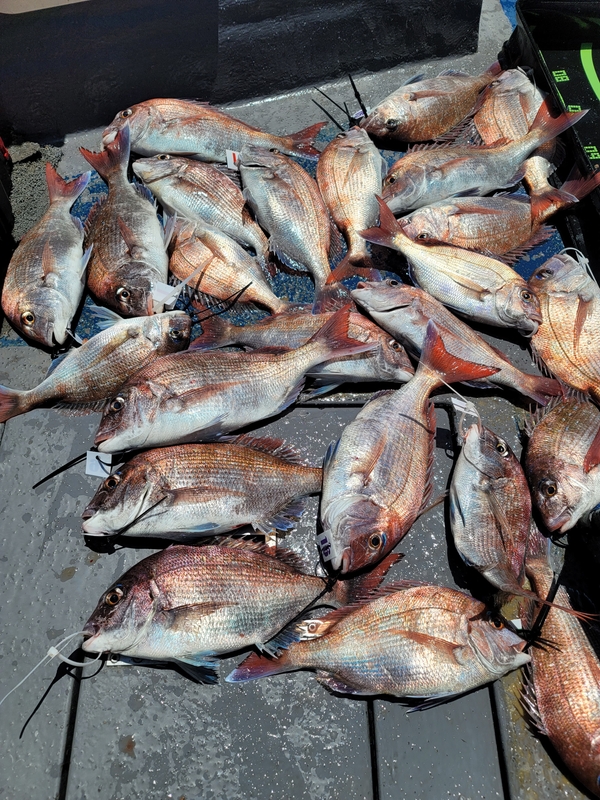 무창포 페가수스호의 조황일지 이미지 - 2