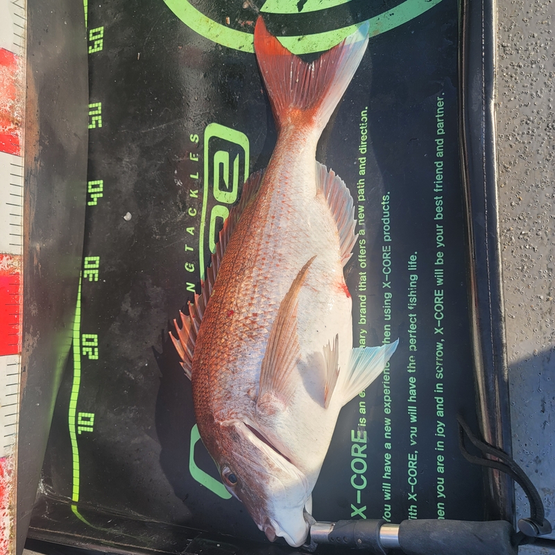 무창포 페가수스호의 조황일지 이미지 - 6