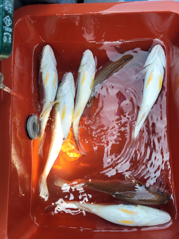 무창포 페가수스호의 조황일지 이미지 - 7