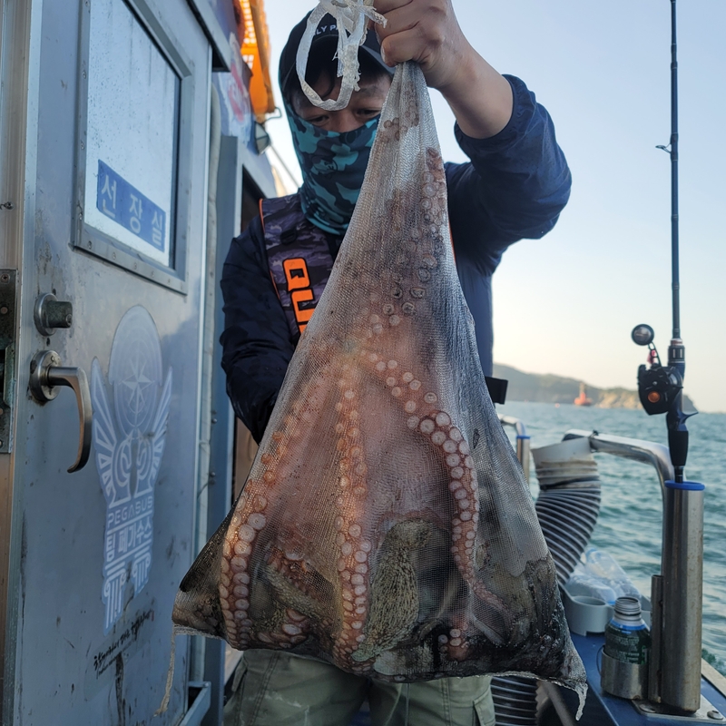 무창포 페가수스호의 조황일지 이미지 - 14