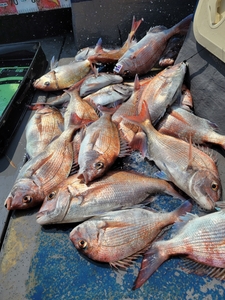 6월10일 무창포 페가수스호 참돔타이라바 오전반 선상낚시로 잡은 물고기 조황