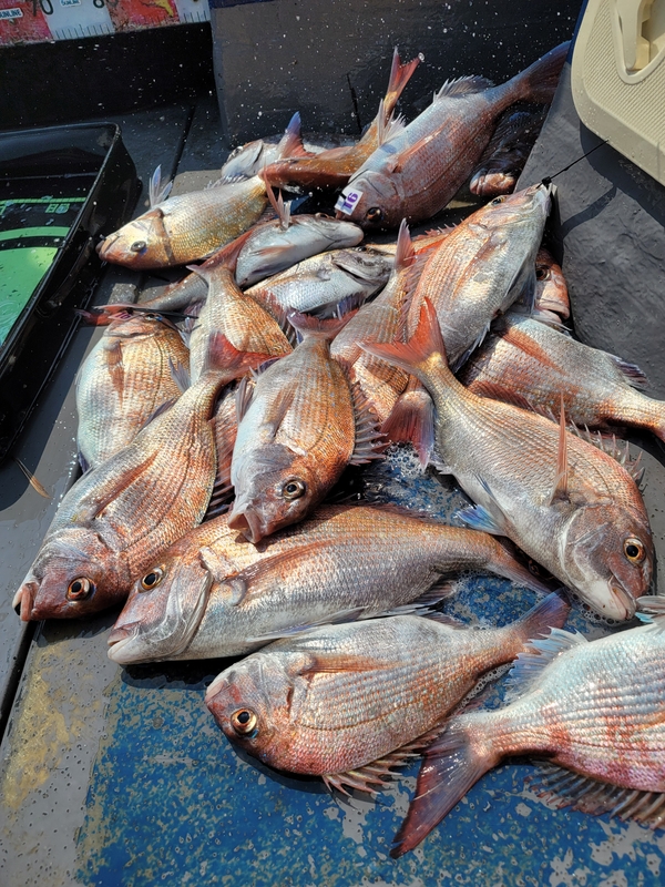 무창포 페가수스호의 조황일지 이미지 - 0