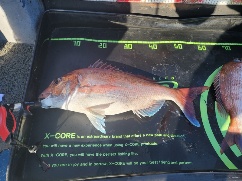 무창포 페가수스호의 조황일지 이미지 - 9