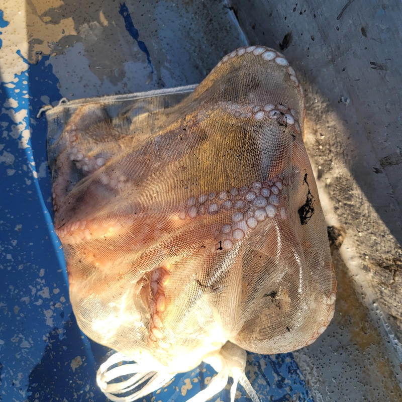 무창포 페가수스호의 조황일지 이미지 - 4