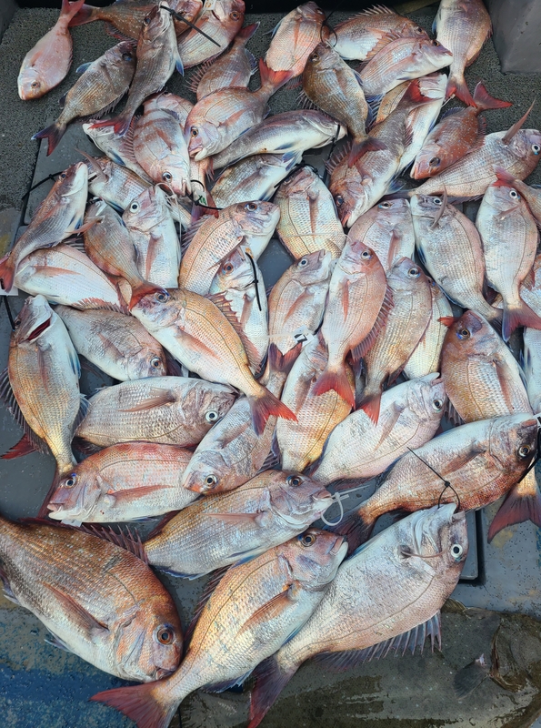 무창포 페가수스호의 조황일지 이미지 - 1