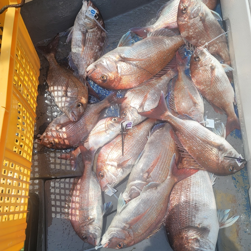 무창포 페가수스호의 조황일지 이미지 - 12