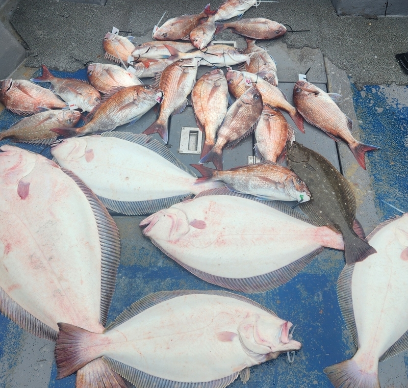 무창포 페가수스호의 조황일지 이미지 - 9