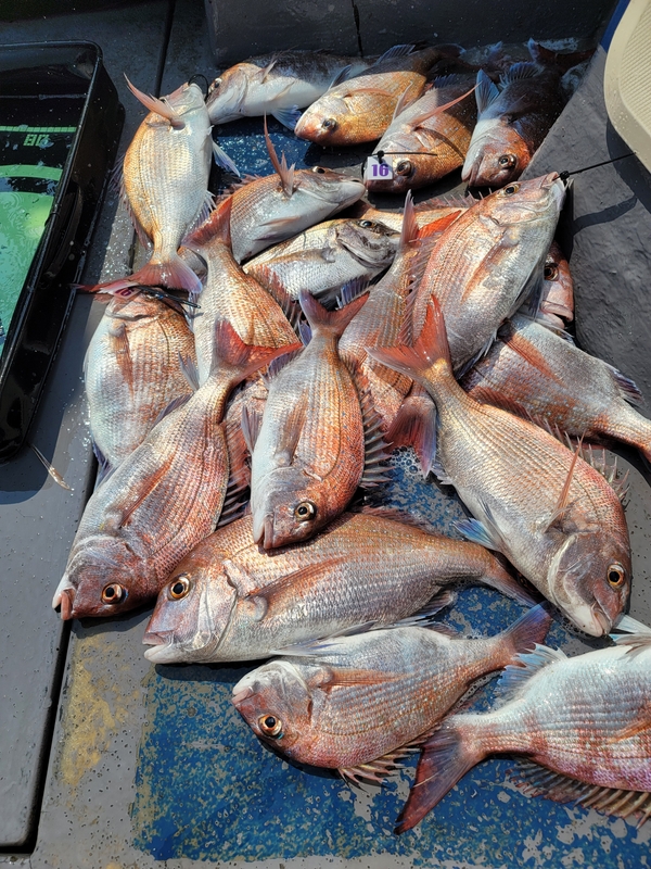 무창포 페가수스호의 조황일지 이미지 - 2