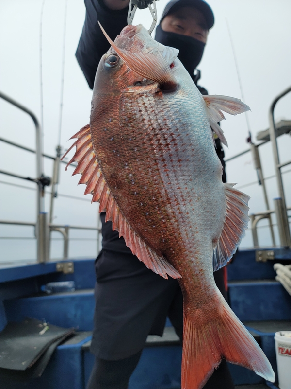 무창포 페가수스호의 조황일지 이미지 - 1