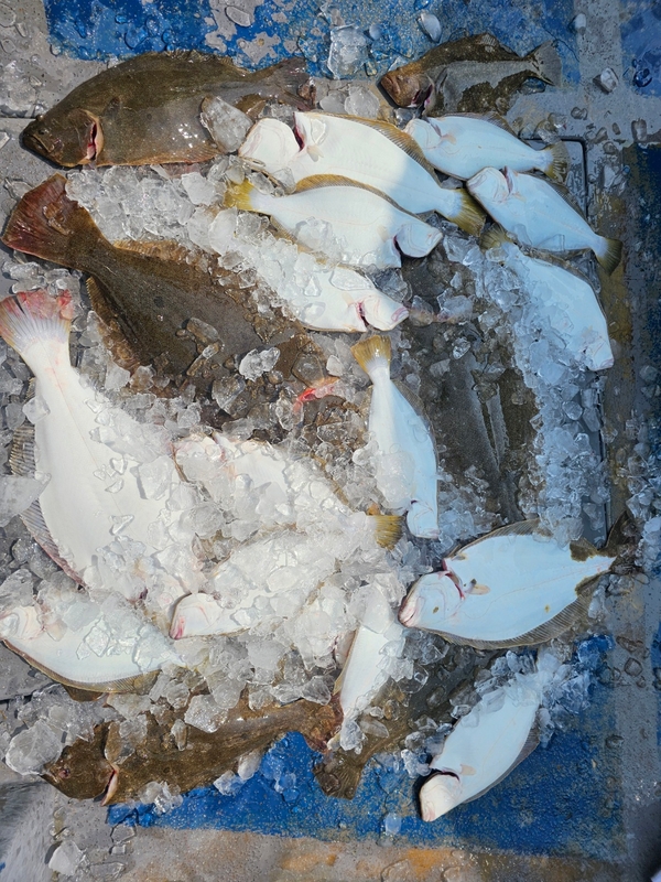 무창포 페가수스호의 조황일지 이미지 - 0