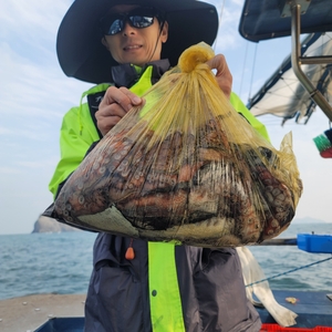 10월28일 무창포 페가수스호 문어조황. 선상낚시로 잡은 물고기 조황