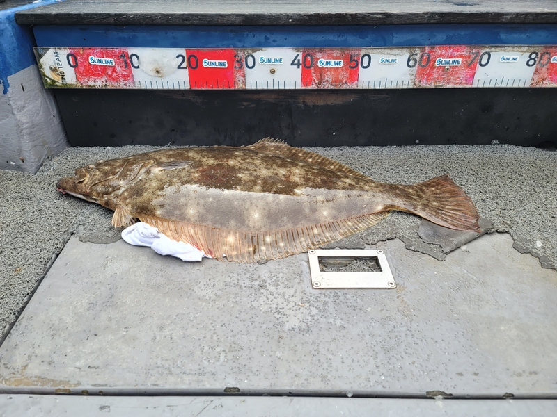 무창포 페가수스호의 조황일지 이미지 - 6