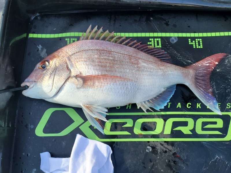 무창포 페가수스호의 조황일지 이미지 - 2