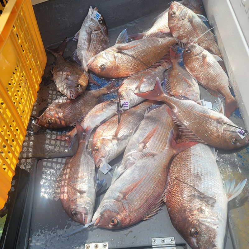 무창포 페가수스호의 조황일지 이미지 - 10