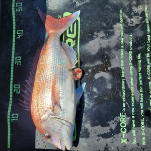 6월26일 무창포 페가수스호 참돔타이라바 오전반 조황 선상낚시로 잡은 물고기 조황