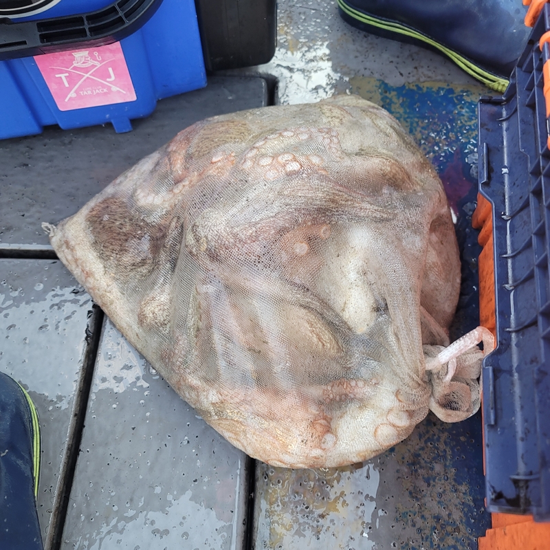 무창포 페가수스호의 조황일지 이미지 - 15