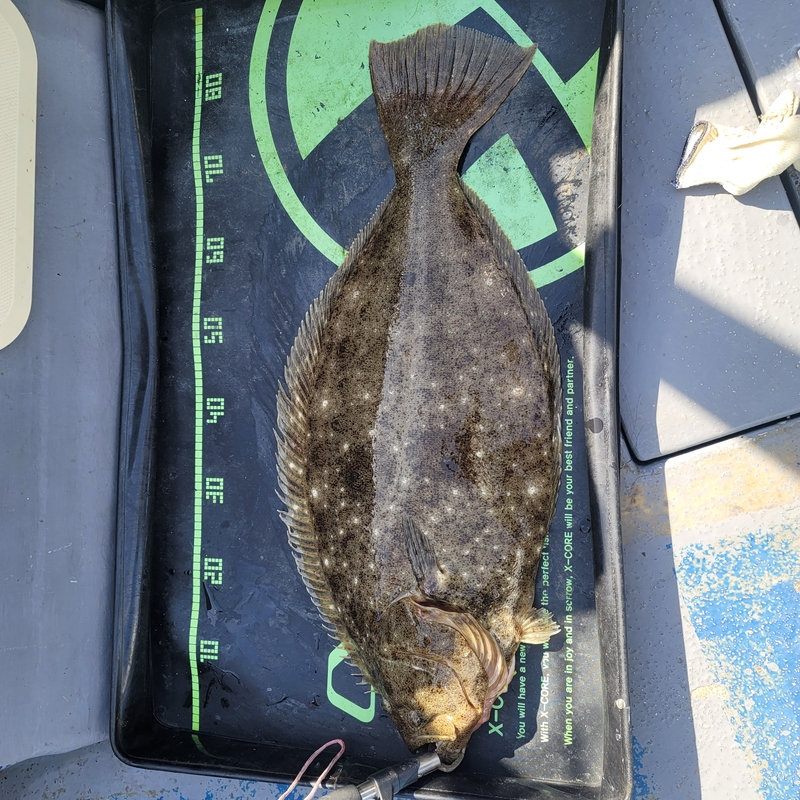 무창포 페가수스호의 조황일지 이미지 - 4