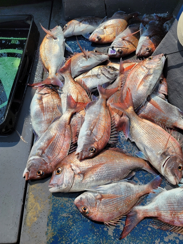 무창포 페가수스호의 조황일지 이미지 - 3