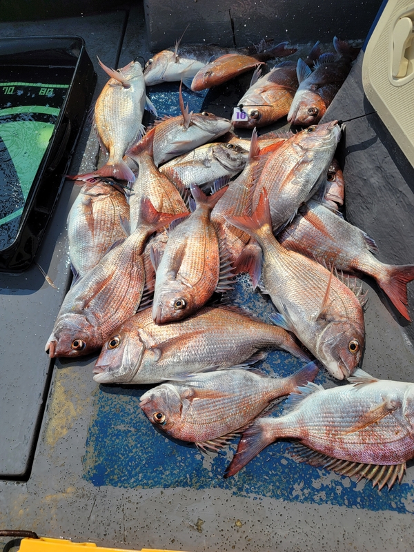 무창포 페가수스호의 조황일지 이미지 - 1