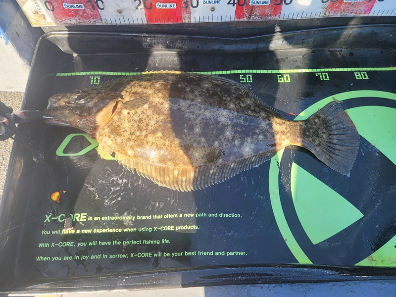 무창포 페가수스호의 조황일지 이미지 - 7