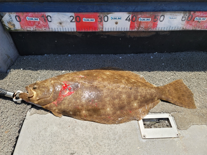 무창포 페가수스호의 조황일지 이미지 - 4