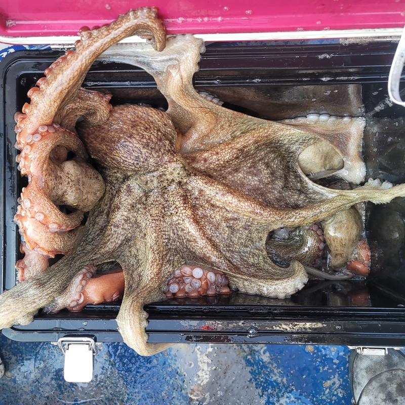 무창포 페가수스호의 조황일지 이미지 - 13