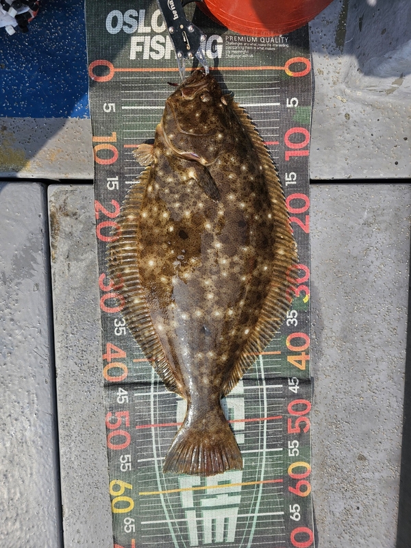 무창포 페가수스호의 조황일지 이미지 - 13