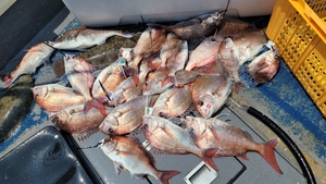 6월13일 무창포 페가수스호 참돔타이라바 오전반 조황 선상낚시로 잡은 물고기 조황