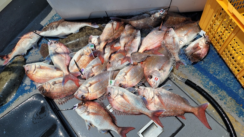 무창포 페가수스호의 조황일지 이미지 - 0