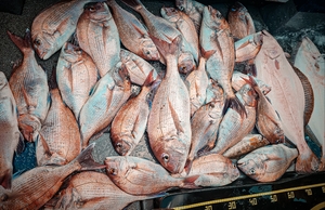 5월28일 무창포 페가수스호 참돔타이라바 오전피딩 조업 선상낚시로 잡은 물고기 조황