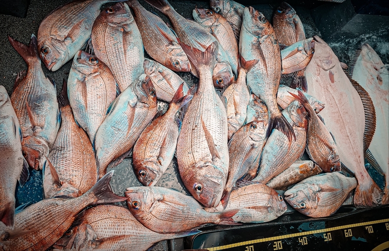 무창포 페가수스호의 조황일지 이미지 - 0