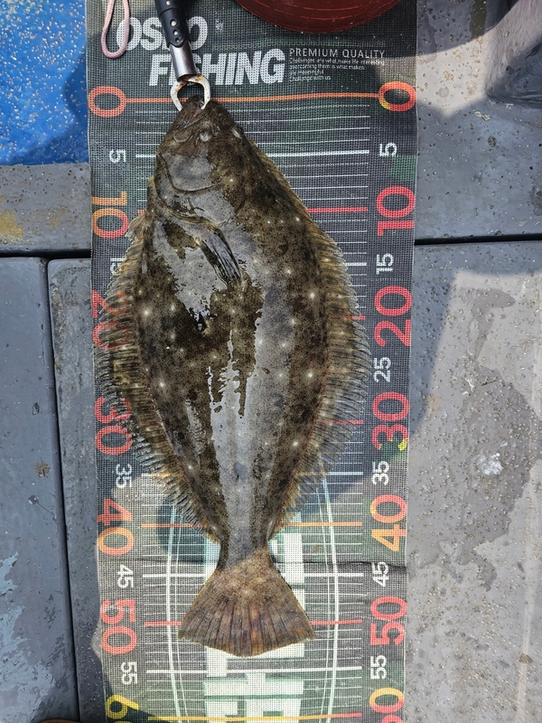 무창포 페가수스호의 조황일지 이미지 - 11