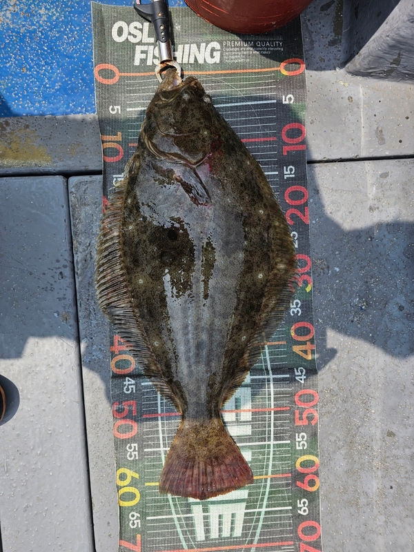 무창포 페가수스호의 조황일지 이미지 - 6