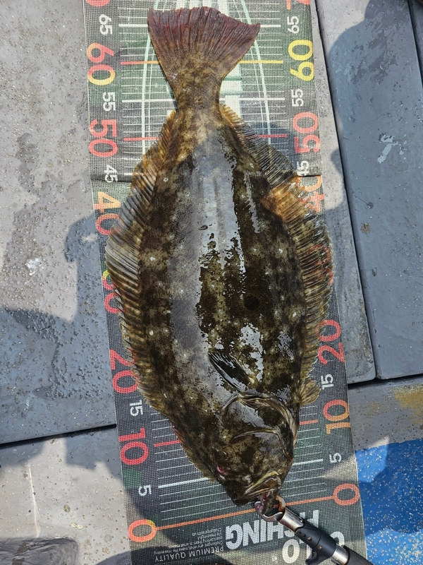 무창포 페가수스호의 조황일지 이미지 - 7