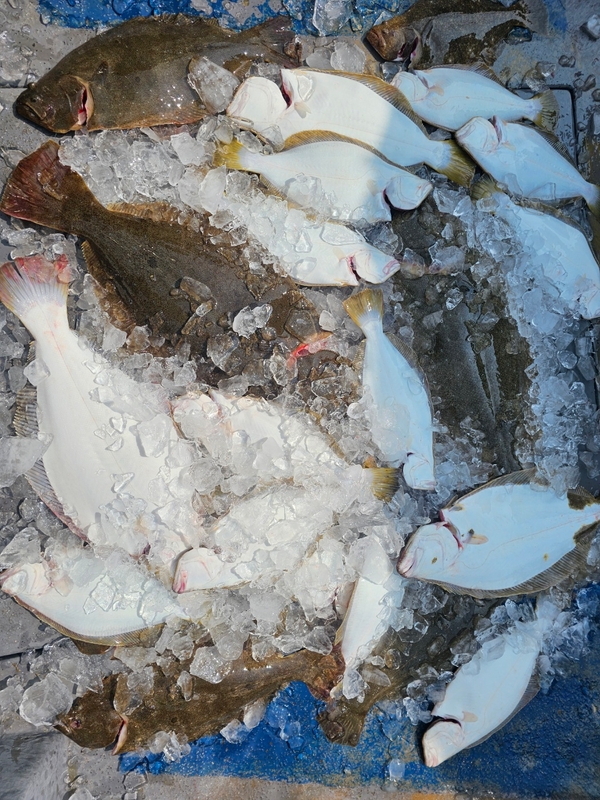 무창포 페가수스호의 조황일지 이미지 - 1