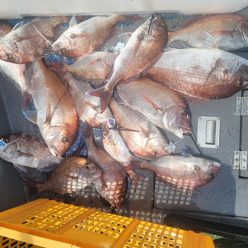 무창포 페가수스호의 조황일지 이미지 - 9