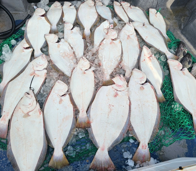 무창포 페가수스호의 조황일지 이미지 - 15