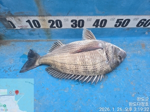 완도다정호 조황입니다 (대물) 선상낚시로 잡은 물고기 조황