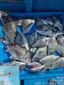 완도다정호 조황입니다  선상낚시로 잡은 물고기 조황